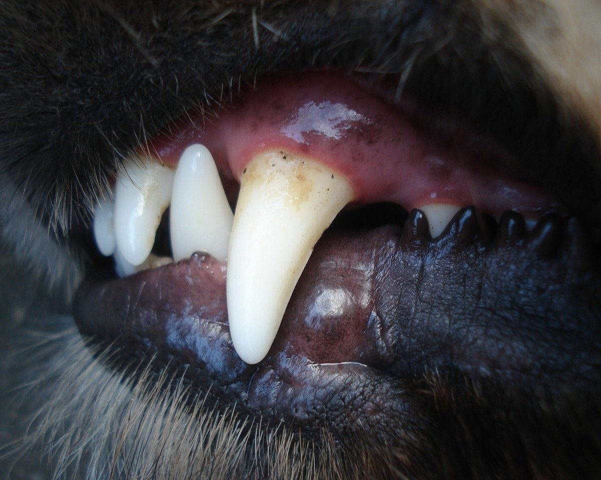 Inspecter Les Gencives De Son Chien Pour Evaluer Son Etat De Sante Remedes Naturels Pour Animaux Inspecter Les Gencives De Son Chien Pour Evaluer Son Etat De Sante Remedes Naturels Pour Animaux