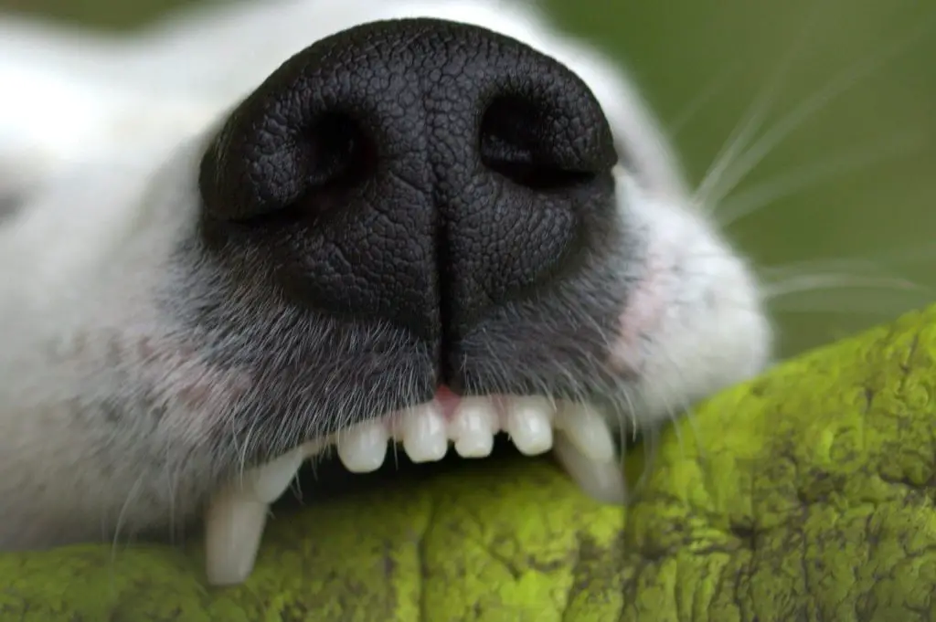 En raison du saignement autour des gencives, certaines personnes pensent que la dentition des chiots a une sorte d'odeur métallique.