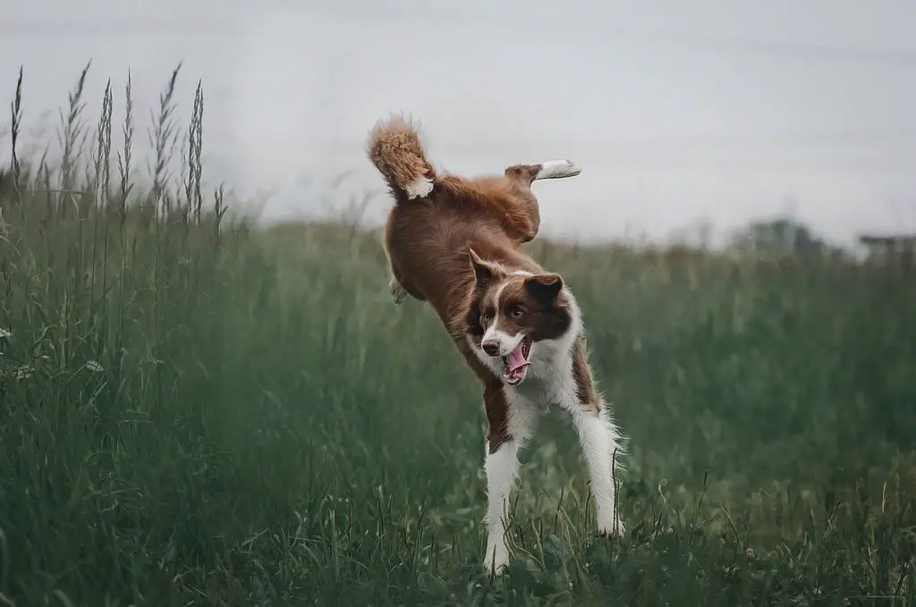 chien en pleine santé