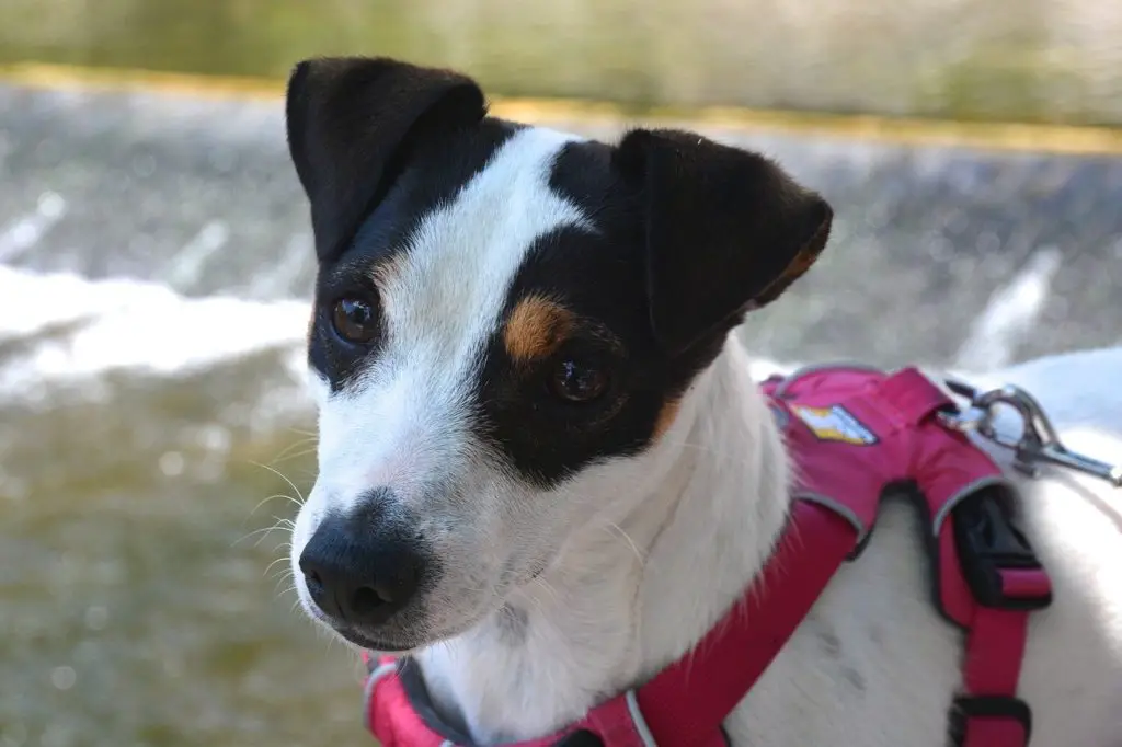 Un harnais de soutien peut aider votre chien à monter les escaliers