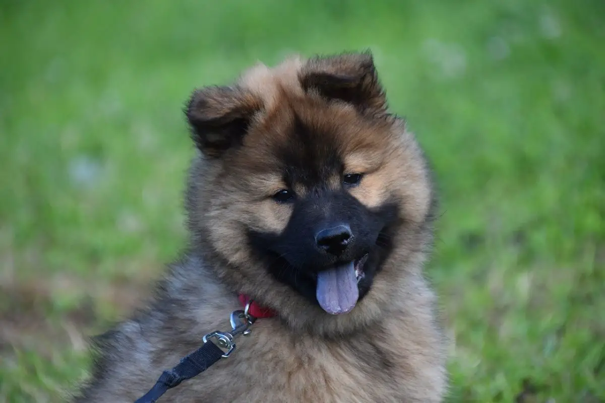 chiot qui tire la langue et respire vite est ce grave ?