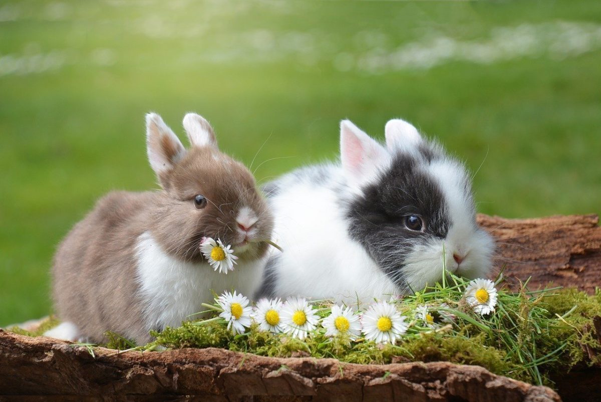 eduquer lapins