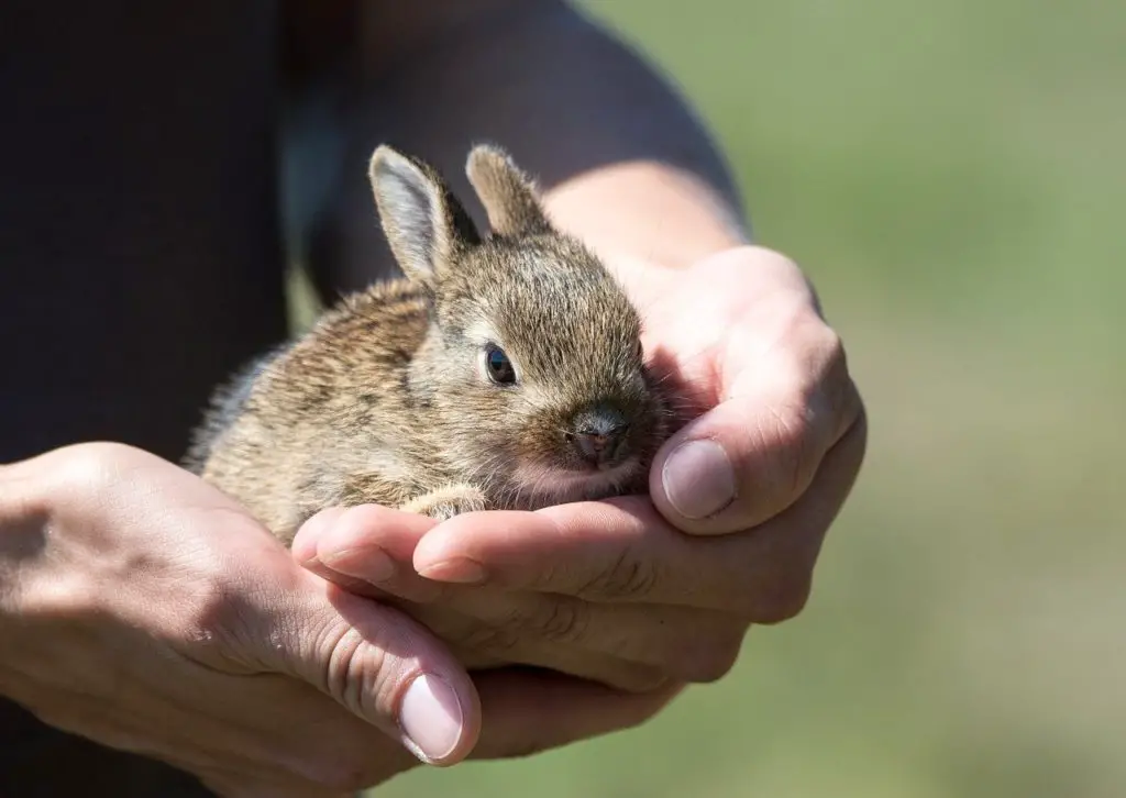 prendre un lapin adulte ou un lapineau