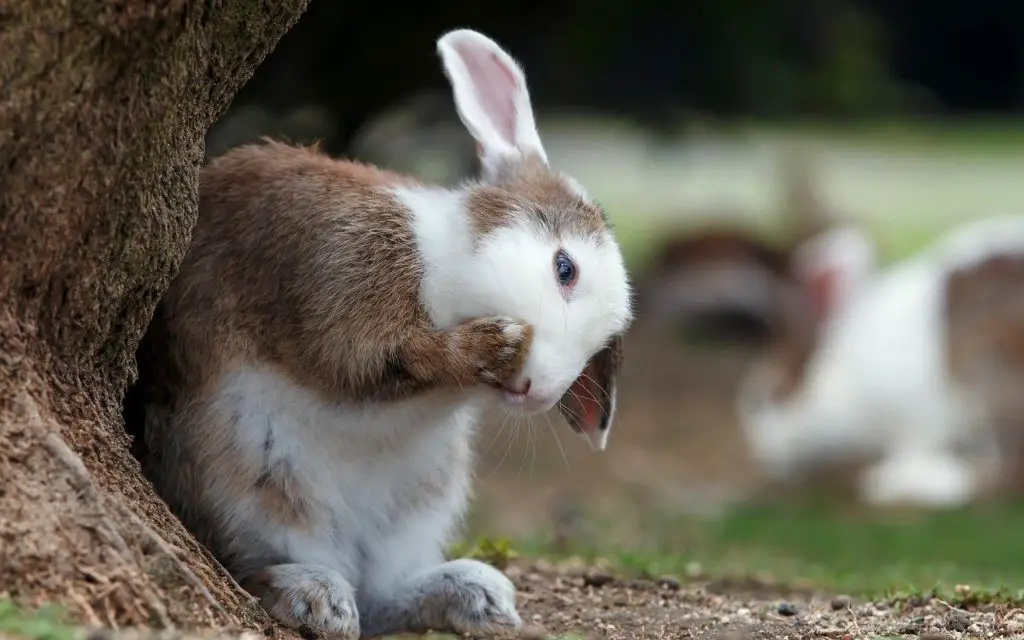 Lapin d'intérieur ou d'extérieur