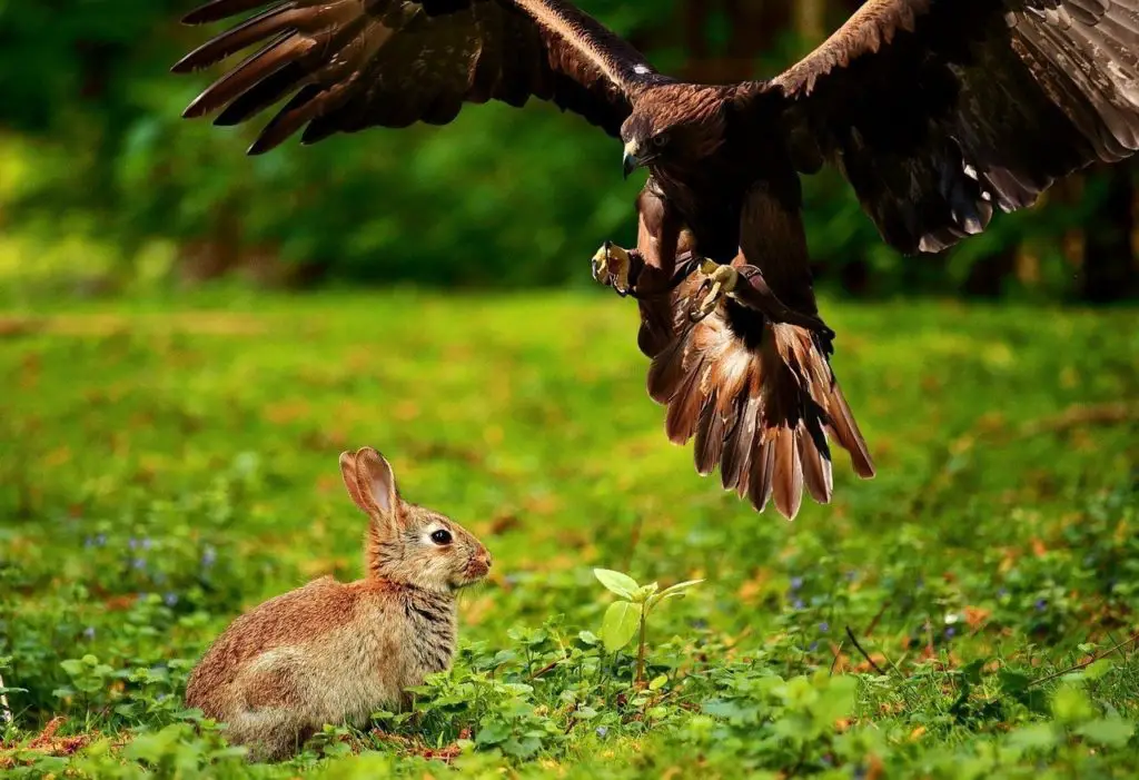 Lapin en liberté attention aux prédateur