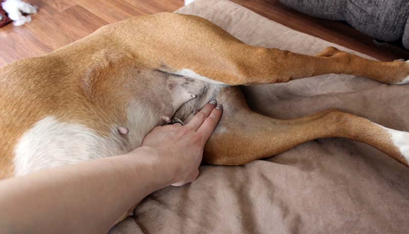 artère fémorale du chien Comment trouver le pouls d'un chien