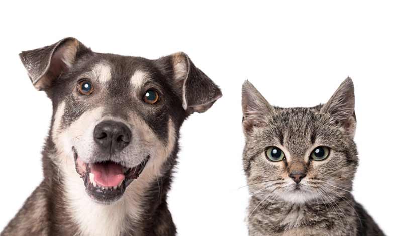 meilleurs compléments alimentaires chat et chien âgé