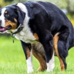 Tout sur l'occlusion intestinale chez le chien