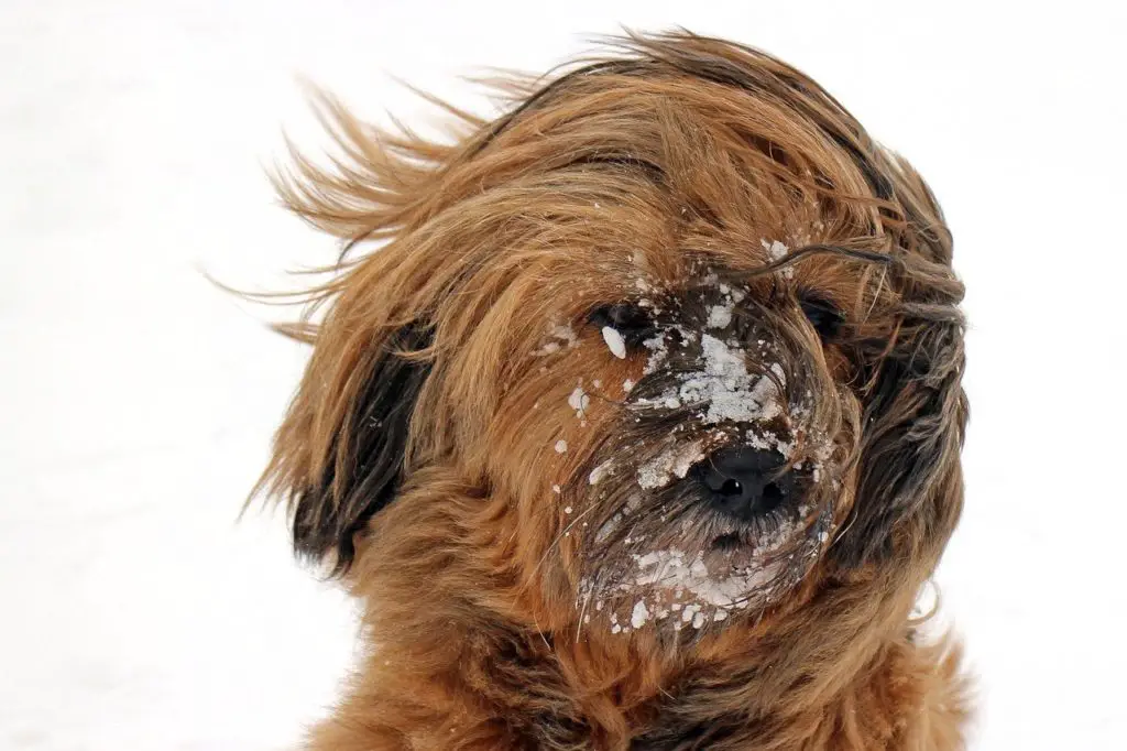 oreilles infectées du chien : Un canal auditifs trop poilus chez le chien peut engendrer une infection de l'oreille