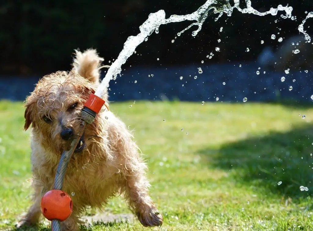 Petit Chien qui joue avec un jet d'arrosage