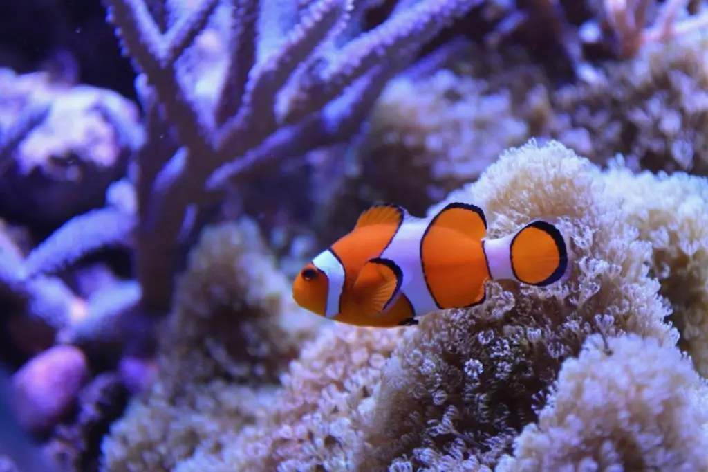 comment calmer un poisson tyrannique