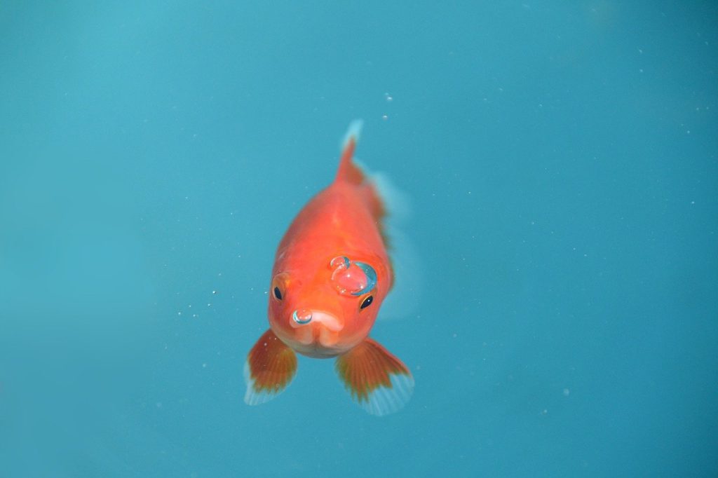 poisson stressé