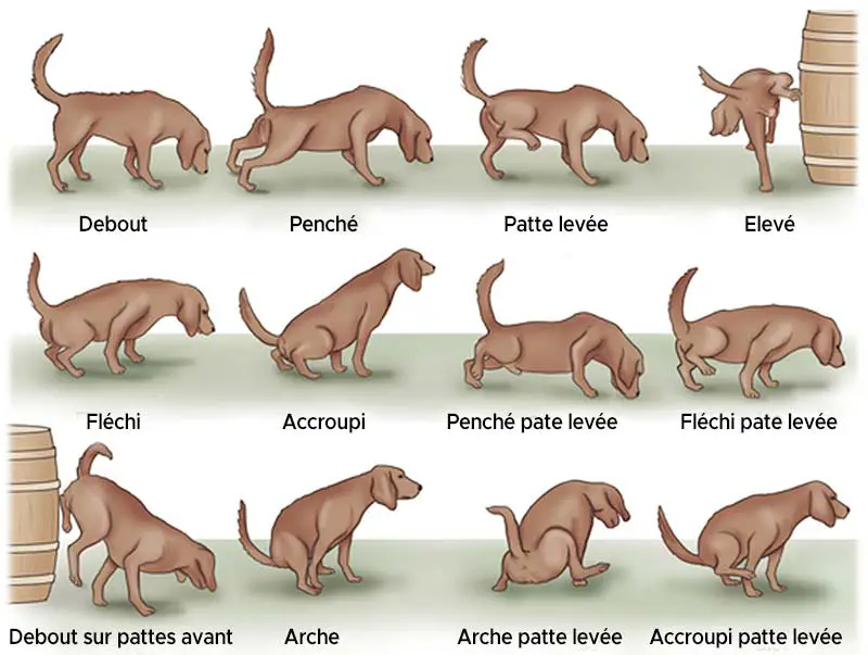 positions urinaires du chien