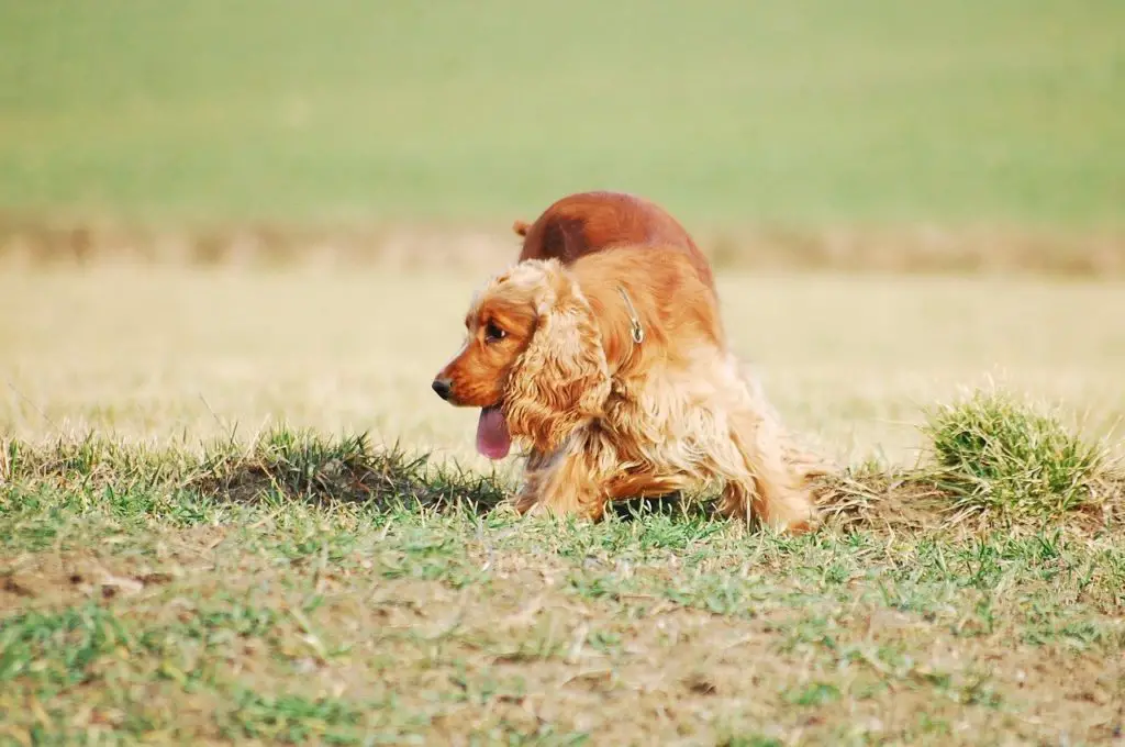 promenade chien sentir renifler uriner farfouiller fouiner…