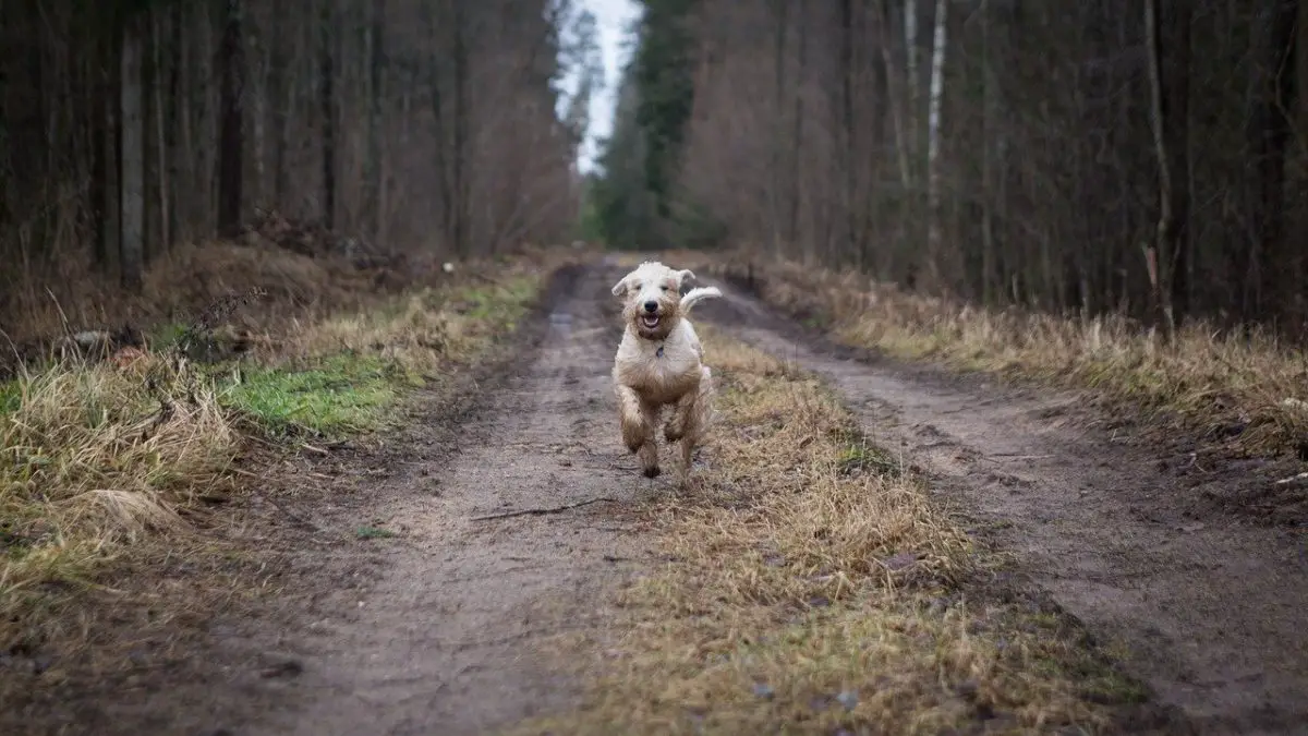 chien en promenade