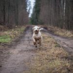 Quels sont les avantages de la promenade quotidienne de votre chien