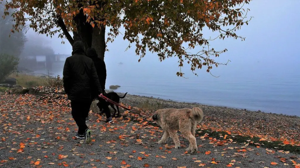 les chien adorent se promener