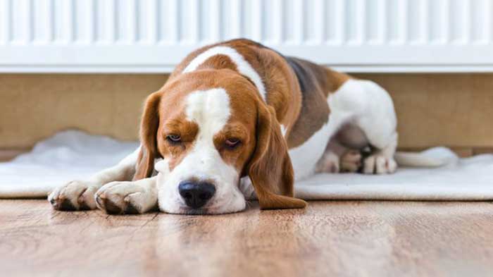 symptômes occlusion intestinale chien