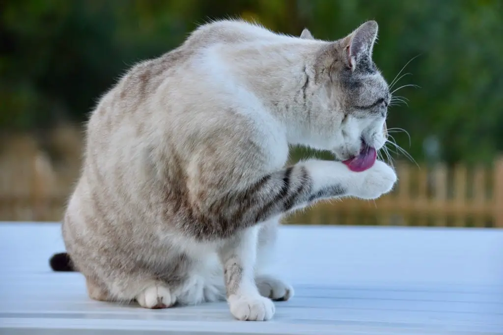 chat qui se lèche et perd ses poils