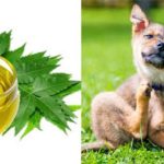 Huile de Neem pour le chien : qu'est-ce que c'est et à quoi ça sert