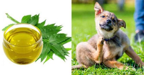 utilisation de l'huile de neem pour les chiens