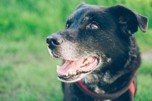 Comment faire faire du sport à un chien senior