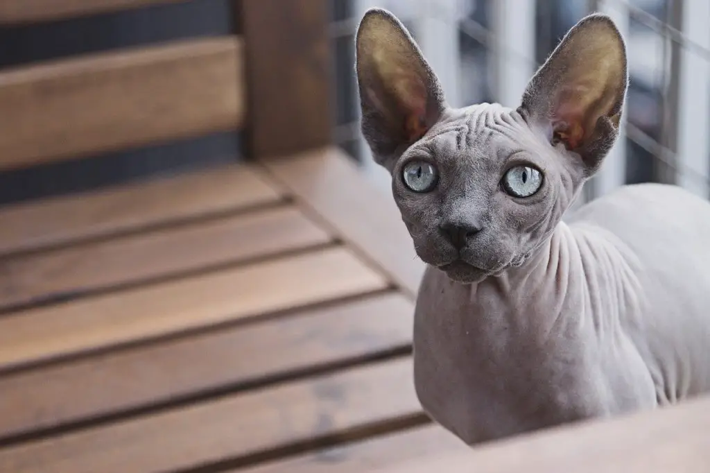 chat Sphynx, chat sans poils anti allergies