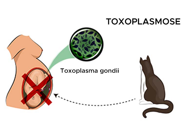 Illustration vectorielle du parasite Toxoplasma gondii chez le chat et de l'infection d'une femme enceinte