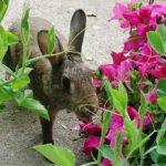 Index des plantes toxiques pour le lapin