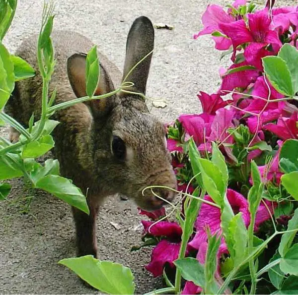 Index des plantes toxiques pour le lapin Remèdes Naturels pour Animaux