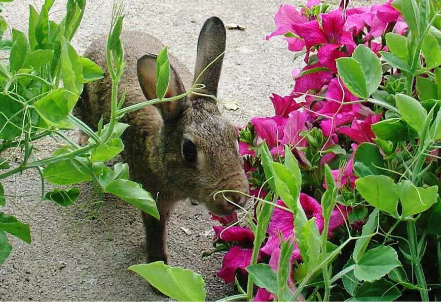 aliments toxiques pour le lapin