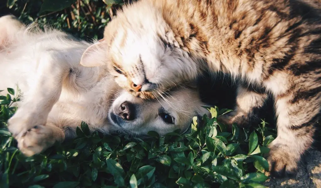 anti vers naturel de grand-mere animaux de compagnie