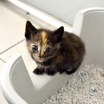 Conseils : Comment apprendre à votre chaton à utiliser la litière