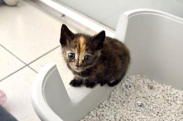 Conseils Comment Apprendre A Votre Chaton A Utiliser La Litiere Remedes Naturels Pour Animaux