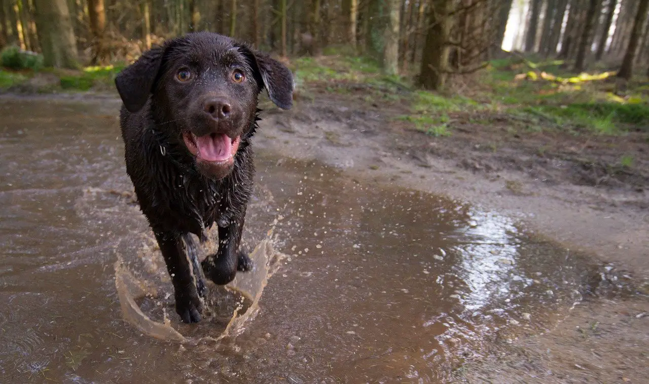 chien dans la boue