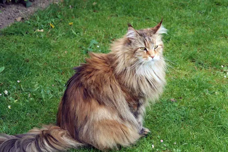 Chat, Sibérien personnes allergiques au chat