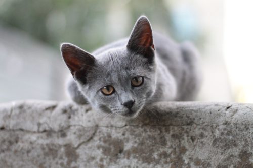 Chat idéal en cas d'allergie