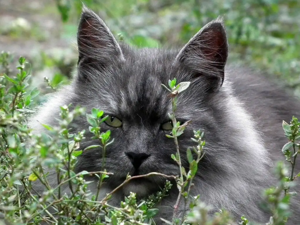 quelles huiles essentielles pour le chat