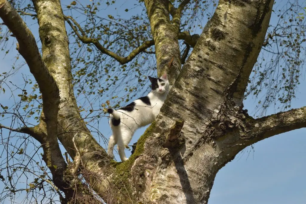 chat qui joue