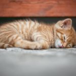 Comment élever un chat tout en travaillant à plein temps : Conseils pour chats