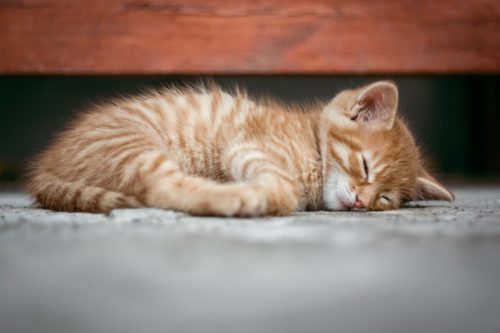sommeil chaton