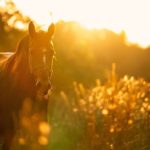 Arbres toxiques : Gardez vos chevaux en sécurité dans les pâturages