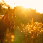 Arbres toxiques pour le cheval : Comment garantir la sécurité dans les pâturages