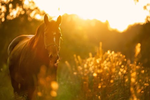 arbres toxiques pour le cheval