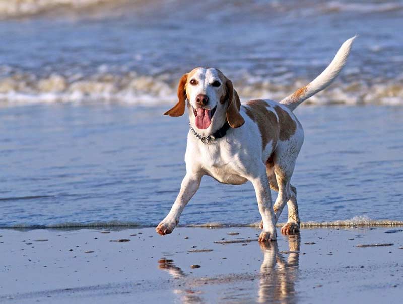 chien content de se promener et sentir les choses