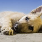 Chien qui vomit : Petit guide des vomissements du chien