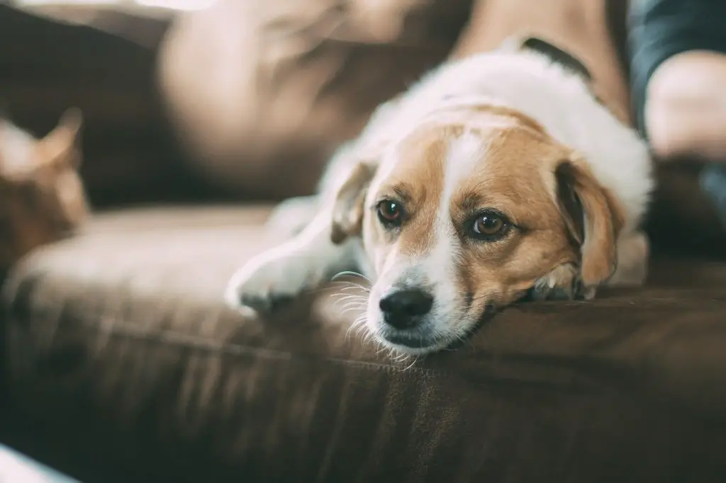 comment faire vomir un chien