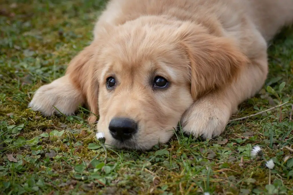 vomissement chez le chien tout ce qu'il faut savoir