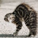 Comportement : Qu'est-ce qui fait gonfler la queue d'un chat lorsqu'il a peur ?