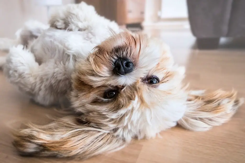 amandes toxiques pour les chiens